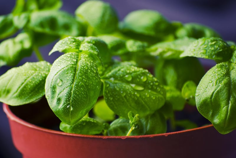 Herb Garden