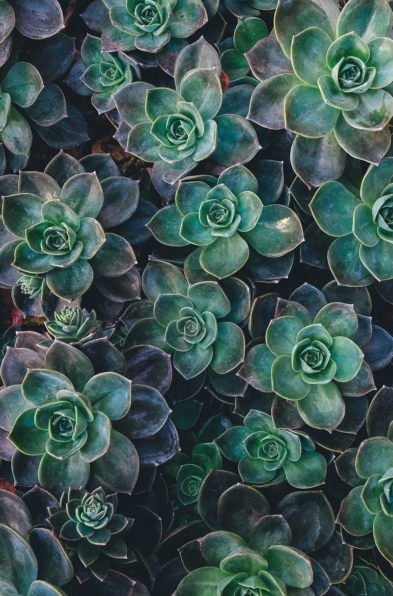 Compact Planters
